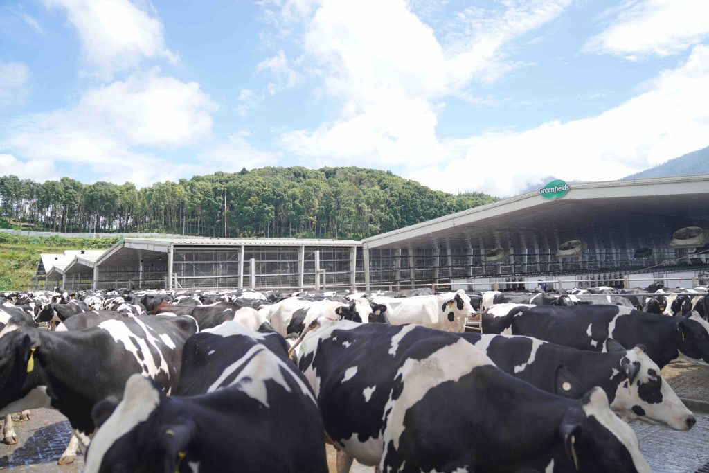 peternakan sapi milik Greenfields