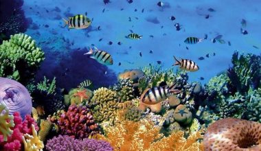 rekomendasi wisata manado